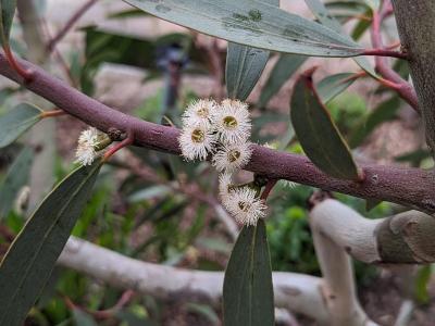 eucalyptus-de-gregson-1