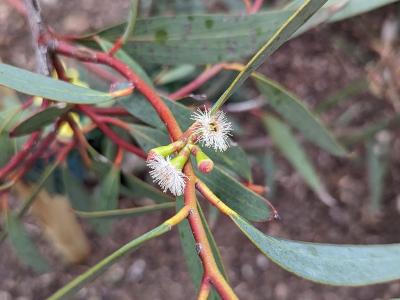 eucalyptus-de-gregson-2