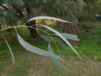 eucalyptus-de-nicol-2