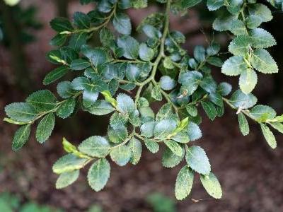 eucryphia-cordifolia-1