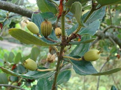 eucryphia-cordifolia-2