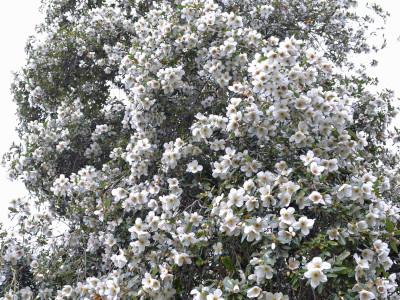 eucryphia-de-nymans-1