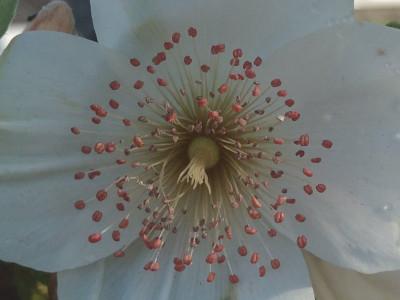 eucryphia-de-nymans-2