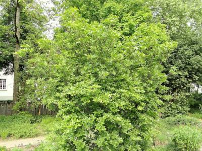 eucryphia-du-chili-1