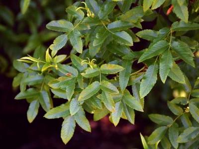 eucryphia-du-chili-2