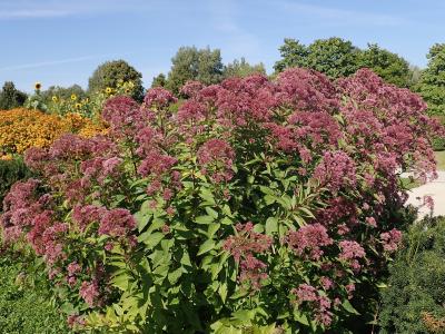 Eupatoire Macul e Eupatorium Maculatum Eupatoire Macul e Eupatorium Maculatum