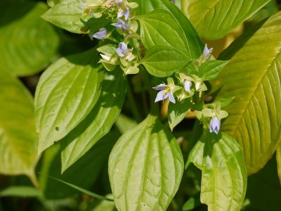 exacum-pedunculatum-1