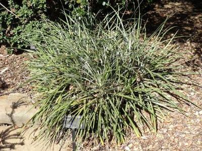 fascicularia-pitcairniifolia-2