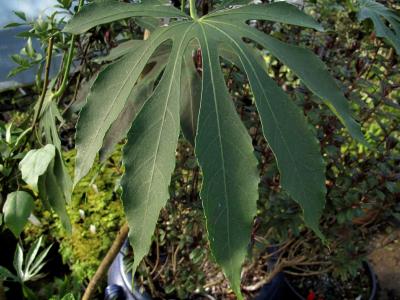 faux-aralia-de-taiwan-1