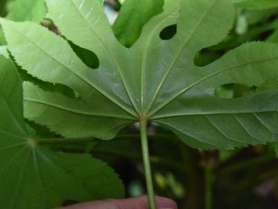 faux-aralia-de-taiwan-2