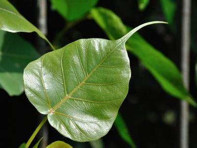 figuier-des-pagodes-2