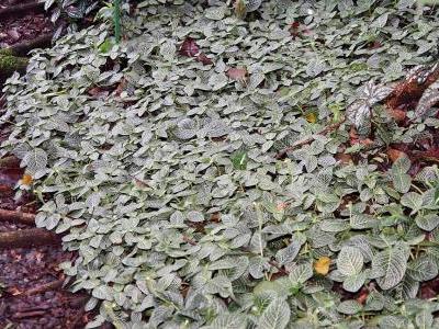 fittonia-argyroneura-1