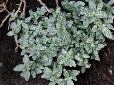 fittonia-argyroneura-2