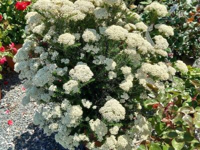 fleur-de-riz-a-feuilles-de-romarin-1