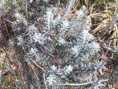 fleur-de-riz-a-feuilles-de-romarin-2