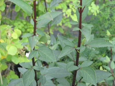 forsythia-a-fleurs-pendantes-1