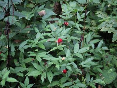 framboisier-fraise-1