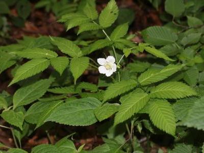 framboisier-fraise-2