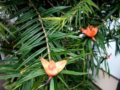 freycinetia-multiflora-2