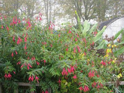 fuchsia-de-hatschbach-1