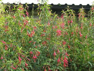 fuchsia-de-hatschbach-2