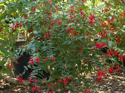fuchsia-royal-1