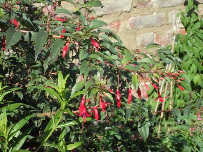 fuchsia-royal-2