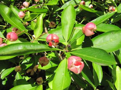 fusain-a-grandes-fleurs-1