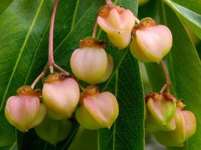fusain-a-grandes-fleurs-2