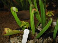 Sarracenia minor