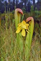 Sarracenia minor