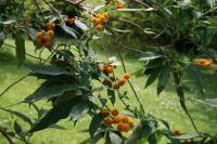 Buddleia globuleux