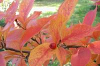 Photinia oriental