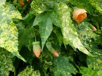 Abutilon strié