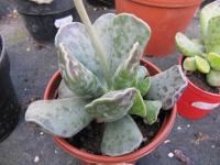 Adromischus de Cooper