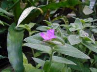 Tradescantie veloutée