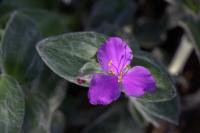 Tradescantie veloutée