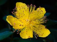 Millepertuis à grandes fleurs