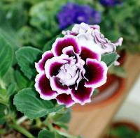 Gloxinia élégant