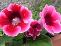 Gloxinia élégant