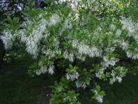 Arbre de neige