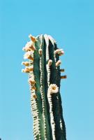 Pachycereus de Pringle