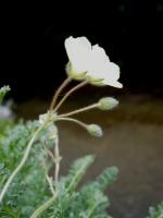 Érodium à fleurs d'or