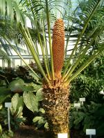 Cycas rumphii