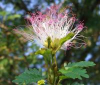 Calliandra surinamensis