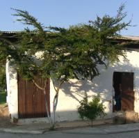 Calliandra surinamensis