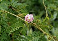 Calliandra surinamensis