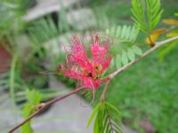 Calliandra surinamensis