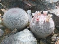 Mammillaria candida