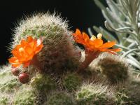 Rebutia perplexa